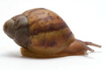 Archachatina porphyrostoma Nigeria A juvenil